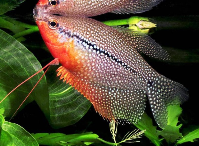 perlinis guramis trichogastern leeri